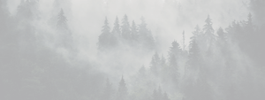 LSL-blackpines.fr